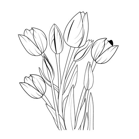 tulip outline|Tulip Outline Pictures, Images and Stock Photos